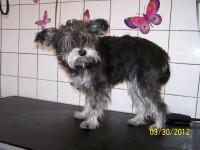 /album/fotogaleria/pred-trimovanim-jpg/